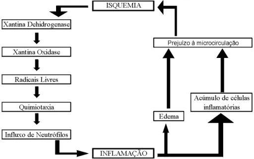 Figura 2 – Seqüência de eventos relacionando a lesão de isquemia e reperfusão e a lesão inflamatória.