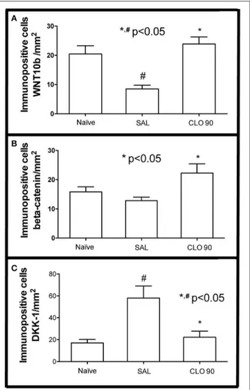 FIGURE 4 | Effect of CLO on quantification of immunopositive cells for markers of WNT pathway