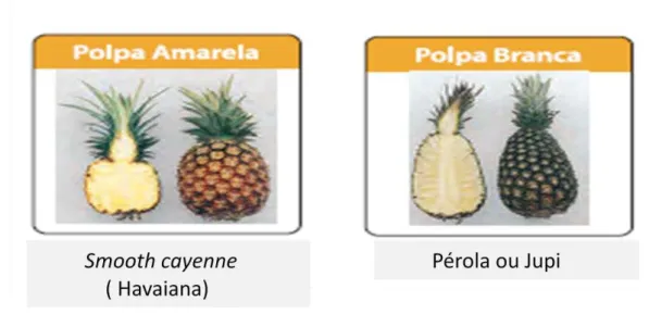 Figura 1- Coloração da polpa dos dois cultivares de abacaxi com maior produção no Brasil