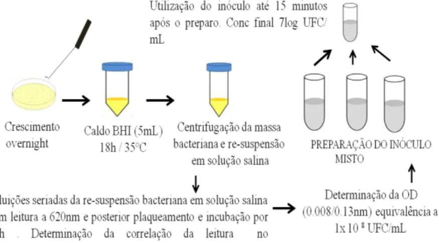 Figura 4-Esquema da preparação do inóculo misto das cepas bacterianas teste.