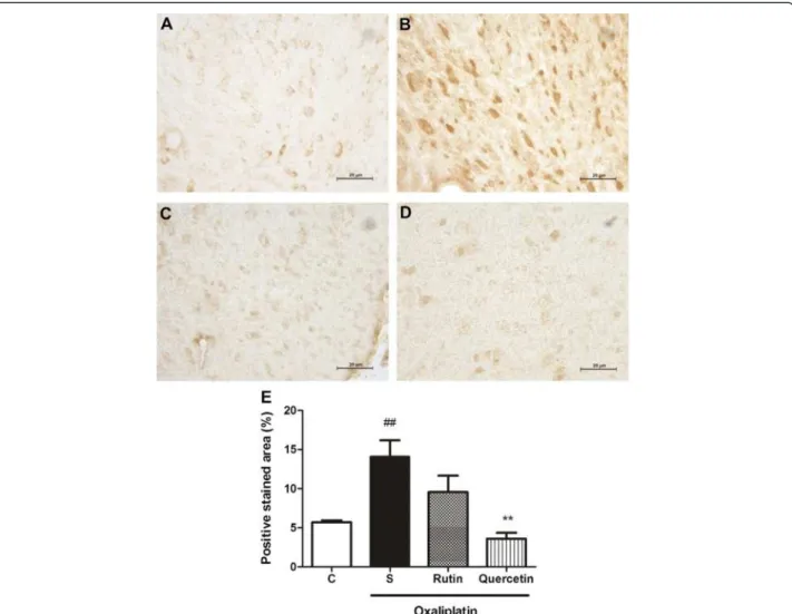 Figure 9 iNOS immunostaining in the dorsal horn of the spinal cord of mice subjected to oxaliplatin (OXL)-induced neurotoxicity and treated with rutin or quercetin