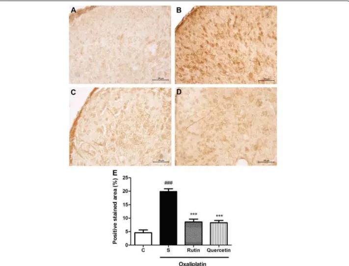 Figure 7 Fos immunostaining in the dorsal horn of the spinal cord in mice subjected to oxaliplatin (OXL)-induced neurotoxicity and treated with rutin or quercetin