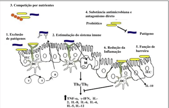 Figura 1- Mecanismos de ação dos probióticos 