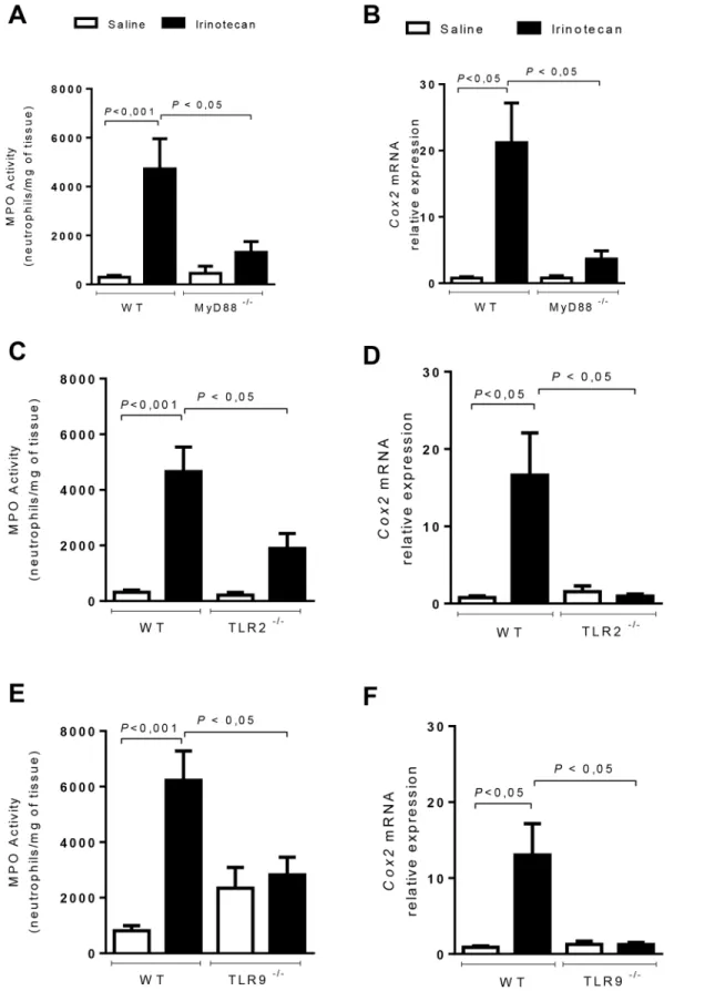 Fig 5. Inflammatory enzyme markers are reduced in MyD88 -/- , TLR2 -/- and TLR9 -/- mice during intestinal mucositis