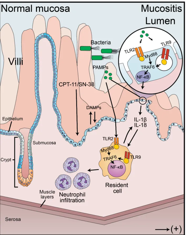 Fig 7. Hypothesis for the development of intestinal mucositis. Irinotecan (CPT – 11) is metabolized in the liver into the active compound SN – 38, which in turn is inactivated through glucuronidation to SN-38G