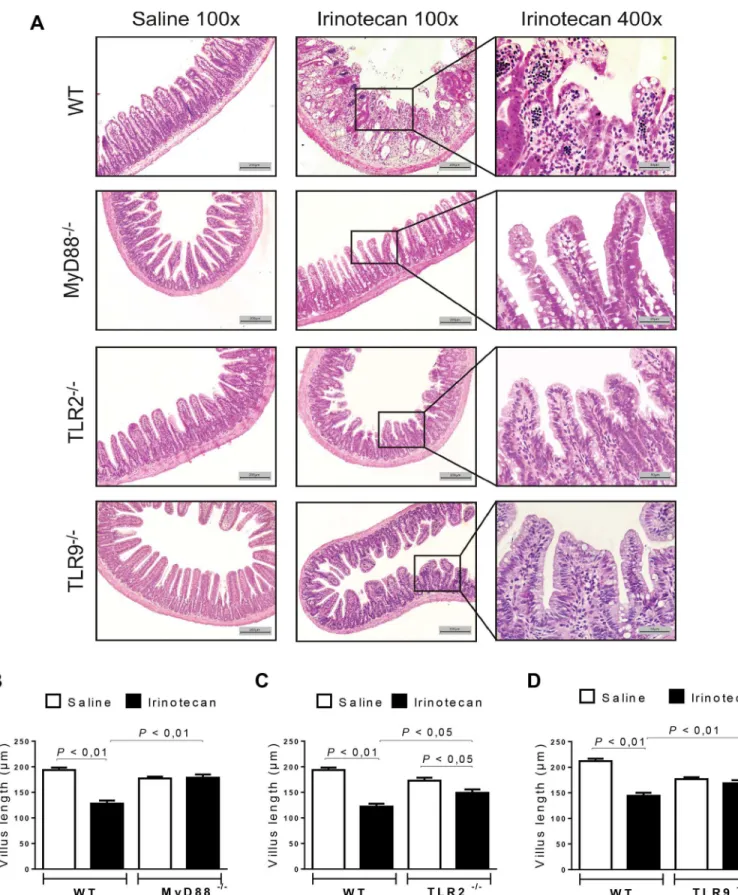Fig 2. Irinotecan-induced intestinal injury is attenuated in MyD88 -/- , TLR2 -/- and TLR9 -/- mice