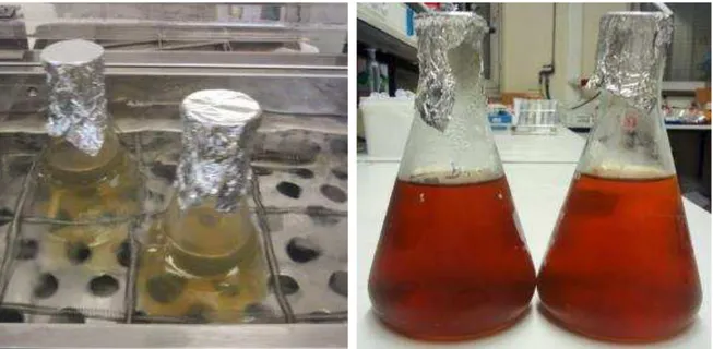 Figura 1. Solução de LMWC com Glc antes da reação (A) e depois da reação (B). Diálise  em água destilada (C) e produto final, LMWC-Glc (D) obtido após liofilização