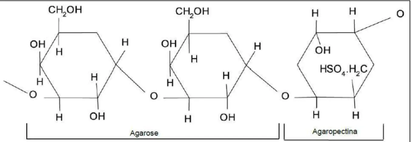 Figura  1  –  Estrutura  química  do  ágar:  agarose,  que  consiste  em  repetidas  unidades  alternadas  de  galactose e a agaropectina, um polissacarídeo sulfatado composto de agarose e percentuais variados  de substituintes