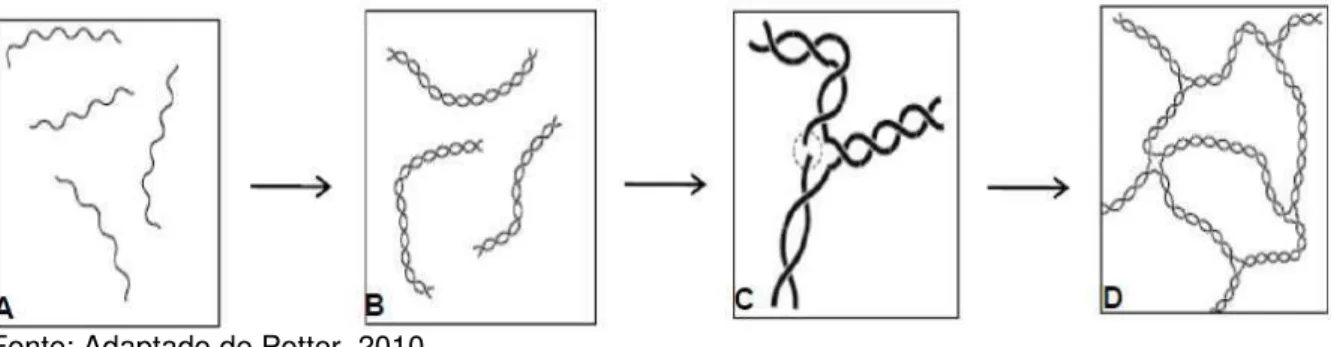 Figura 2 - Esquema da gelificação do ágar. Espirais suspensas em solução (A), após o resfriamento  as duplas hélices interagem quimicamente (B), podem se agrupar com outras duplas hélices (C), por  fim constituem uma rede tridimensional, formando o gel de 