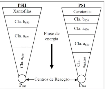 Figura 5 - Composição dos complexos de antena agregados aos fotossistemas I (PSI) e II (PSII)