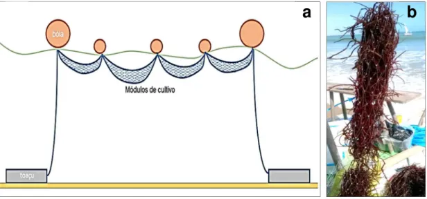 Figura 9 – Esquematização da estrutura de cultivo Long-Line Rede Tubular (RT) composta por quatro  módulos de rede tubular de nylon (0,7 mm) com espaço entrenós de 7,0 cm e com comprimento de 5  m cada