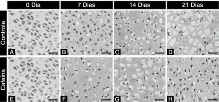 Tabela 1. Média, desvio-padrão e resultado da análise estatística da porcen- porcen-tagem de lacunas vazias de condroblastos nas epífises cartilaginosas do  fêmur de ratos neonatos cultivadas em meio com ou sem cafeína (controle).