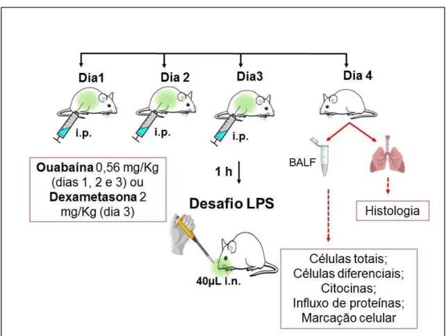 Figura 5.  –  Esquema representativo do protocolo experimental de lesão pulmonar  aguda induzida por LPS 