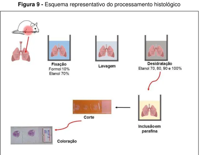 Figura 9 - Esquema representativo do processamento histológico 