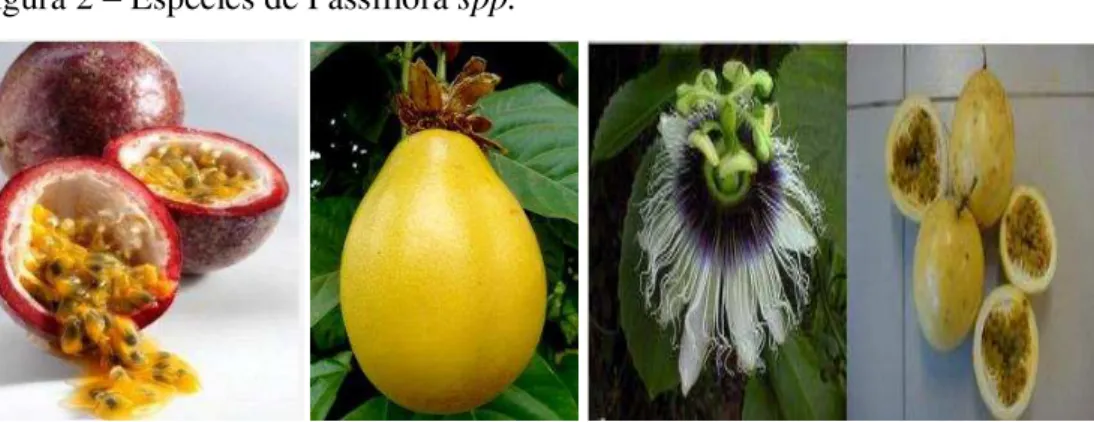 Figura 2  –  Espécies de Passiflora spp. 