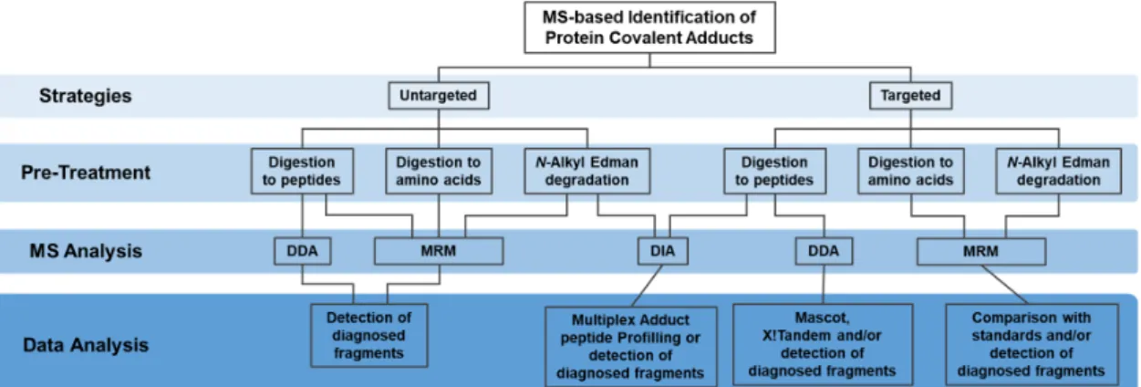 Figure 1. Strategies for the targeted and untargeted MS-based identification of protein covalent  adducts