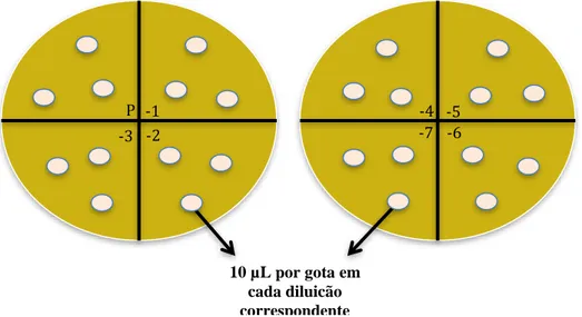 Figura 8: Desenho das placas de culturas com BHI ágar utilizadas para determinação das unidades formadoras  de colônias (UFC/mL) 