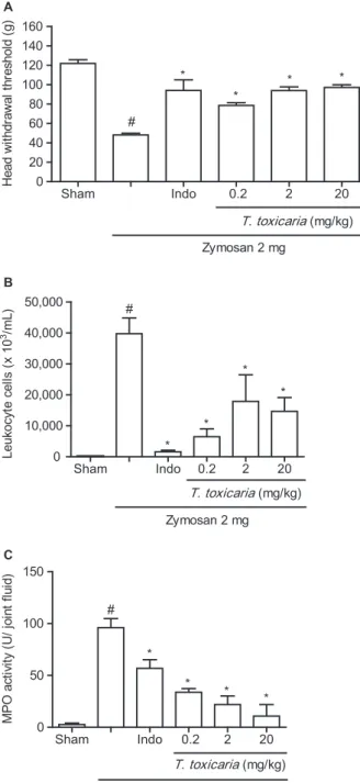 Table 1 shows the scores attributed to TMJ’s his- his-topathological analysis and compares the values between the TMJs of sham and zymosan groups
