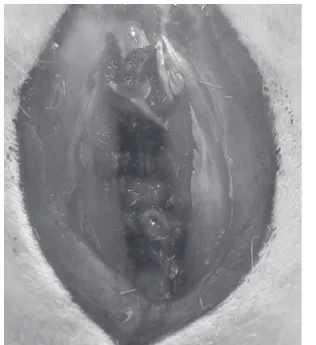 Figura  3  –  a)  exposição  do  útero  gravídico  através  de  cesariana.  B) Feto.