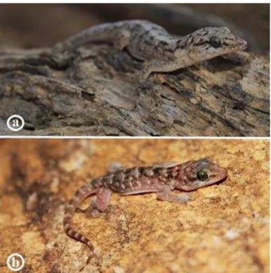 Figura 1: Exemplares de  P. pollicaris  (a: adulto, b: jovem) em uma área de Caatinga no  Nordeste do Brasil