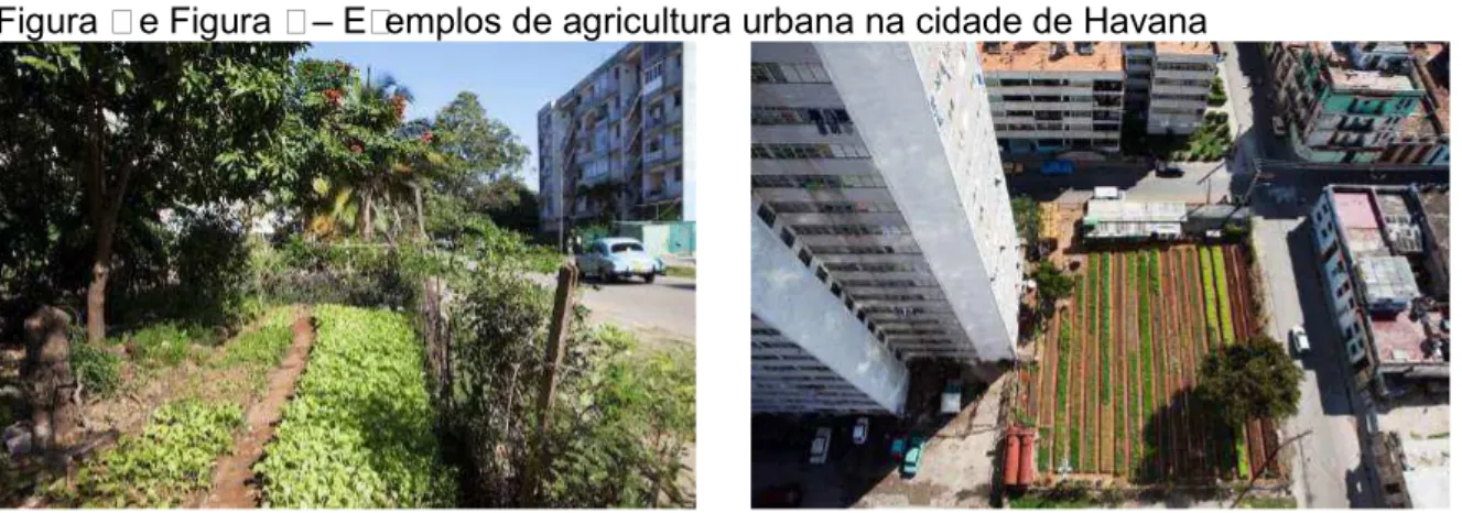 Figura 4 e Figura 5  –  Exemplos de agricultura urbana na cidade de Havana  
