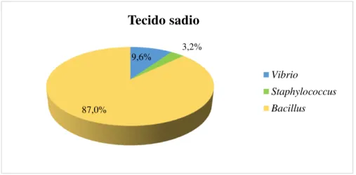Figura  7.  Percentual  dos  gêneros  de  isolados  de  bactérias  do  tecido  sadio  e  necrosado  de  P