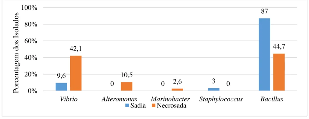 Figura 8. Comparação dos gêneros das bactérias isoladas do tecido sadio e necrosado de  P