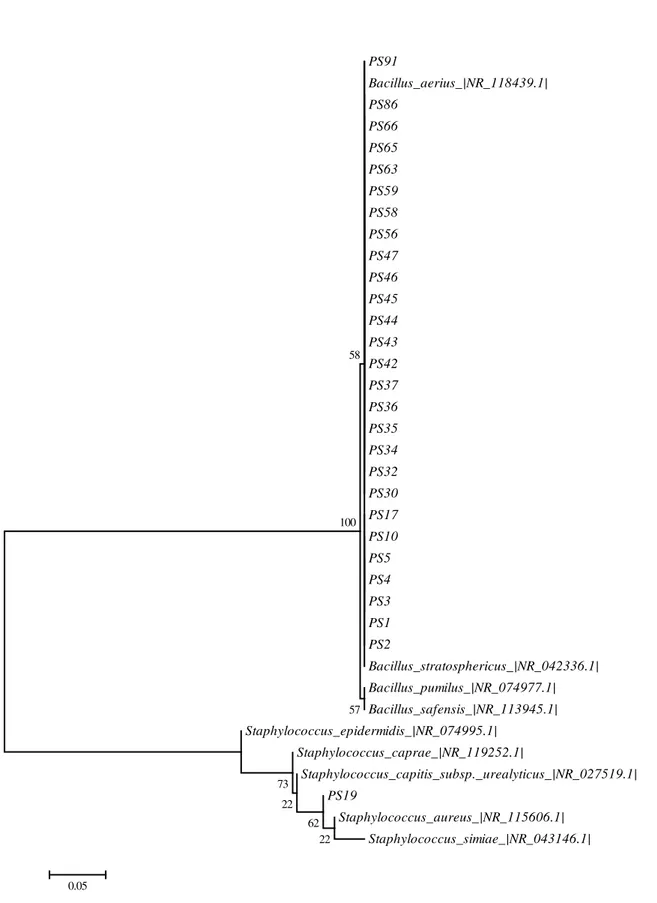 Figura 9. Árvore filogenética de bactérias pertencentes ao filo Firmicutes isoladas do tecido sadio de  P