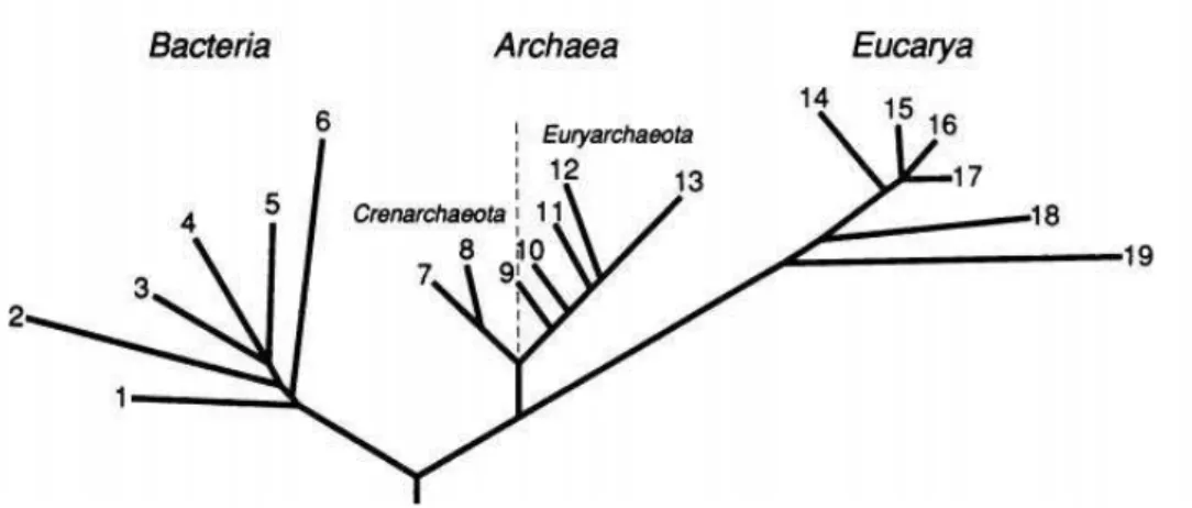 Figura  3.  Árvore  filogenética  universal,  apresentando  os  três  domínios.  (Fonte: 