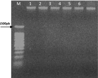 Figura 13. Presença do DNA plasmídial extraídos: 1 ao 3 - clones da pastagem nativa  (sítio A); 4 ao 6 - clones da pastagem sob cultivo (sítio B), para o domínio Archaea; M -  marcador de peso molecular 100 pb ladder (BioLabs)