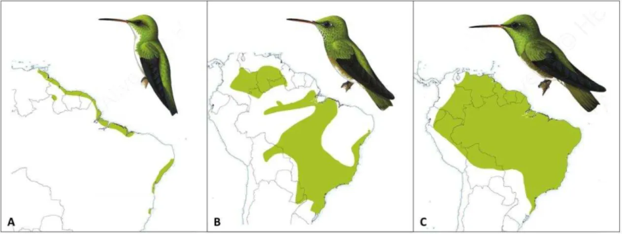 Figura 2. Representação da distribuição de Amazilia leucogaster (A), A. versicolor (B) e A