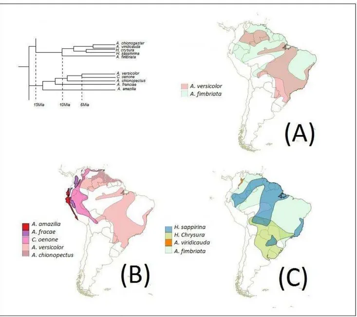 Figura  8.  Clados  onde  estão  localizados  A.  leucogaster,  A.  versicolor  e  A.  fimbriata  adatados  da  filogenia  proposta por Ornelas et al