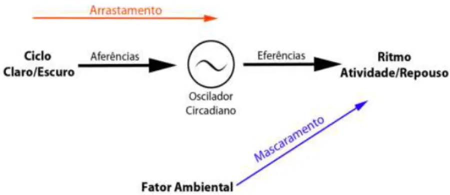 Figura  1.  Esquema  do  Sistema  de  Temporização  Circadiano.  Quando  o  ritmo  está  sincronizado,  este  irá  expressar  o  mesmo  período  do  zeitgeber