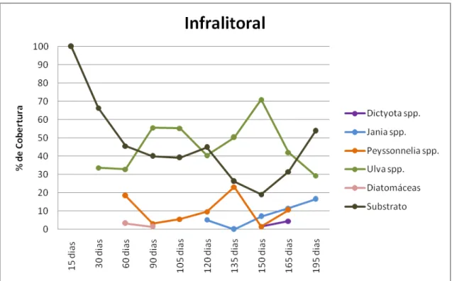 Fig  8.  Composição  e  porcentagem  de  cobertura  dos  grupos  de  macroalgas  no  setor  infralitoral de AV (período chuvoso)