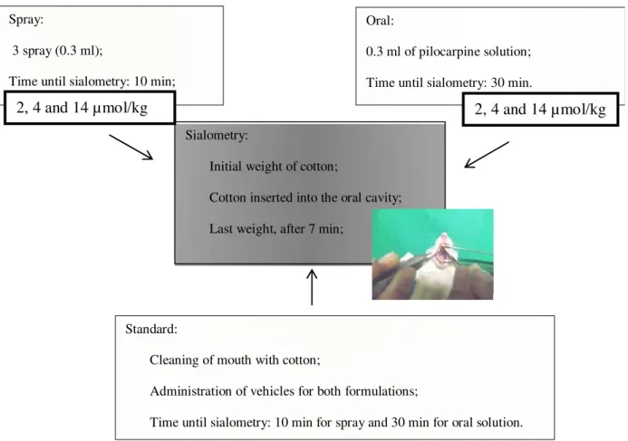 Figure 1. Sialometry study represented in a chronological flowchart of actions. 