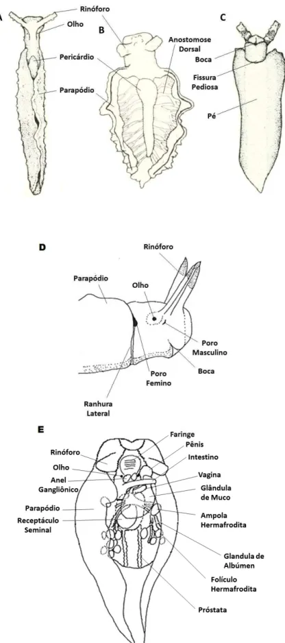 Figura  3.  Desenho  esquemático  da  morfologia  externa  e  organização  anatômica  de  Elysia  adaptado  de  Clarke  (1984)  e  Jensen  (1992)