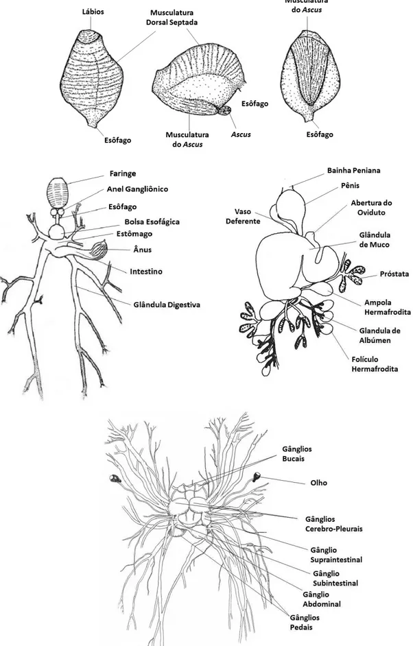 Figura 4. Desenho esquemático da anatomia interna de Elysia adaptado de Russel (1929), Jensen (1992) e  Sweenem  (2011)