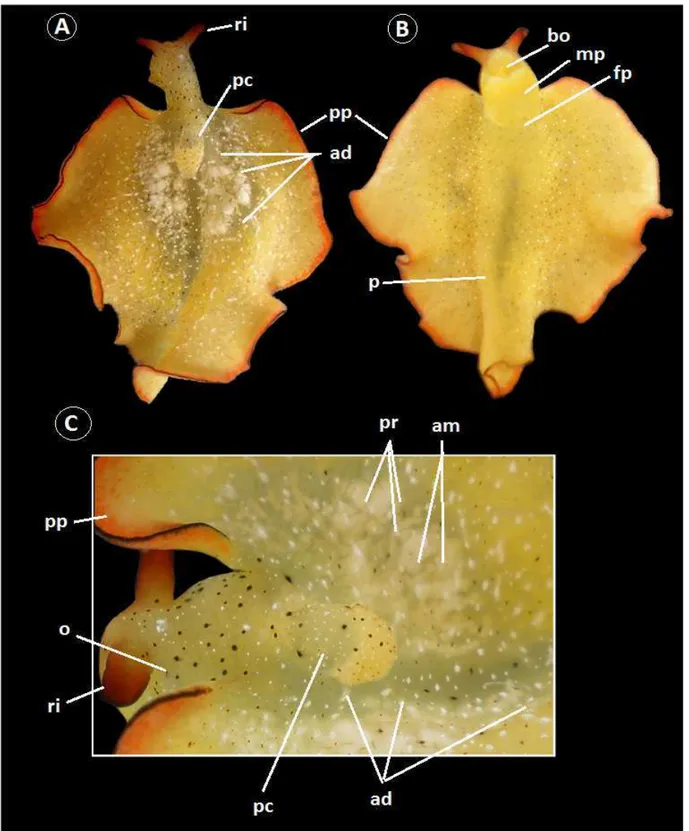 Figura  5.  Morfologia  externa  de  Elysia  ornata.  A)  vista  dorsal;  B)  vista  ventral;  C)  detalhe  do  pericárdio