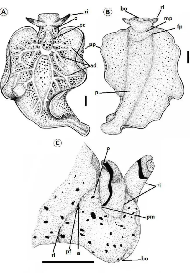 Figura 6. Morfologia externa de Elysia ornata. A) vista dorsal; B) vista ventral; C) vista lateral