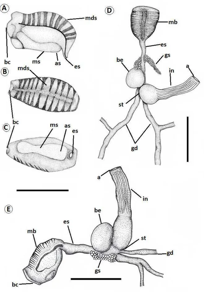 Figura  7  –  Sistema  digestório  de  Elysia  ornata.  A-C)  Massa  bucal;  D)  Vista  dorsal  do  sistema  completo; E) Vista lateral do sistema completo