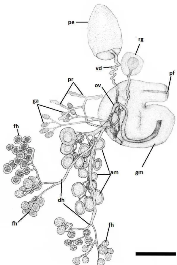 Figura 9 – Sistema reprodutor de Elysia ornata. am - ampola; dh - ducto hermafrodita; fh - folículo  hermafrodita; ga - glândula de albúmen; gm - glandula de muco; ov - oviduto; pe - pênis; pr - próstata; 