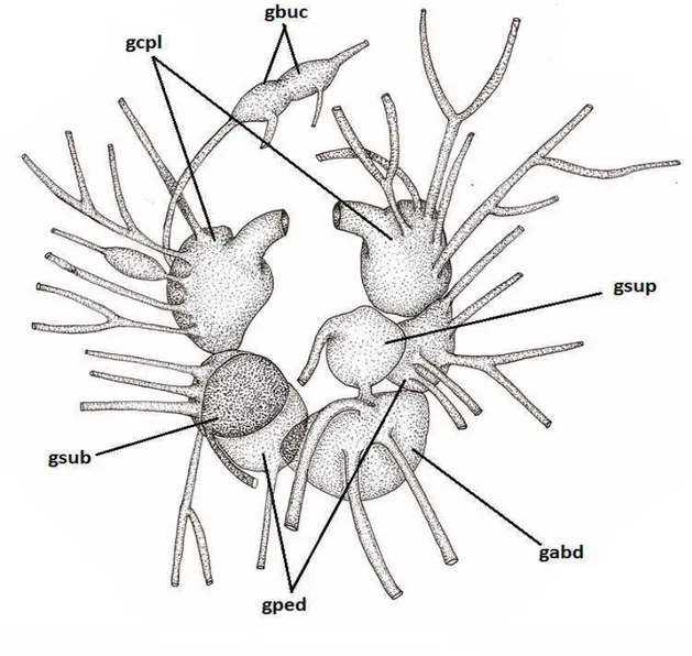 Figura 10. Anel gangliônico de Elysia ornata. gabd - gânglio abdominal; gbuc - gânglios bucais; gcpl  -  gânglio  cérebro-pleural;  gped  -  gânglio  pedal;  gsub  -  gânglio  subintestinal;  gsup  -  gânglio  supraintestinal