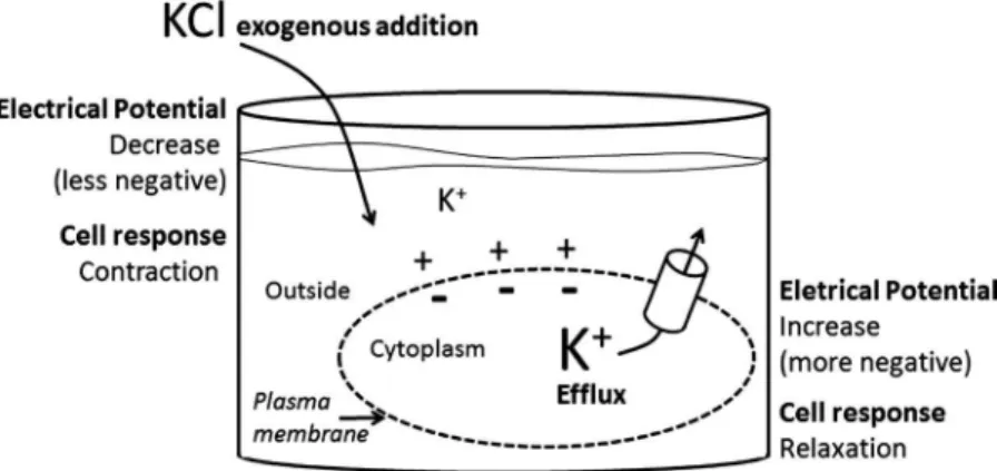 Fig. 2. Schematic representation of a smooth muscle cell.