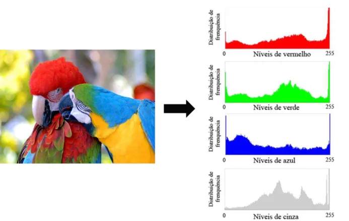 Figura 2.7: Histogramas referentes à distribuição de frequência de todos os possíveis  valores de um pixel nos níveis de cinza, vermelho, verde e azul de uma imagem 