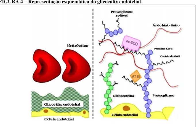 FIGURA 4  –  Representação esquemática do glicocálix endotelial 