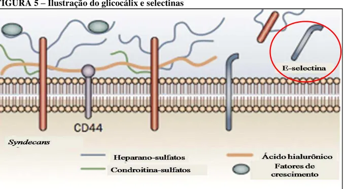 FIGURA 5  –  Ilustração do glicocálix e selectinas