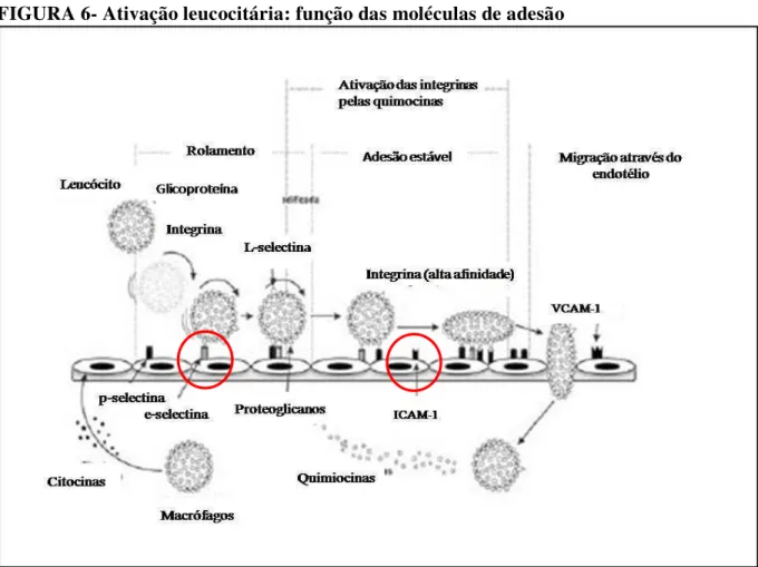 FIGURA 6- Ativação leucocitária: função das moléculas de adesão 