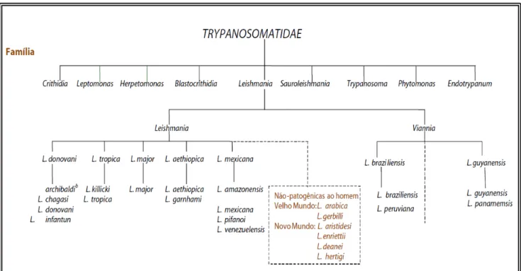 Figura 2. Taxonomia de Leishmania sp