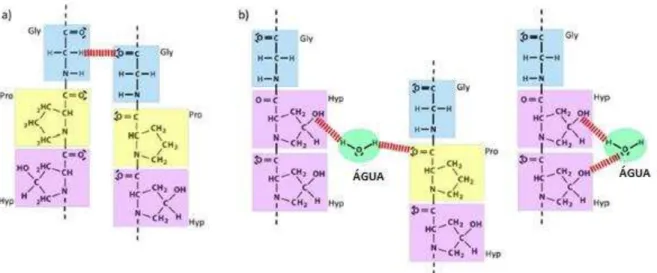 Figura 7. a) Exemplo de ligação de hidrogênio (linha tracejada) nas cadeias de gelatina b)  ligação de hidrogênio entre as cadeias de gelatina e as moléculas de água
