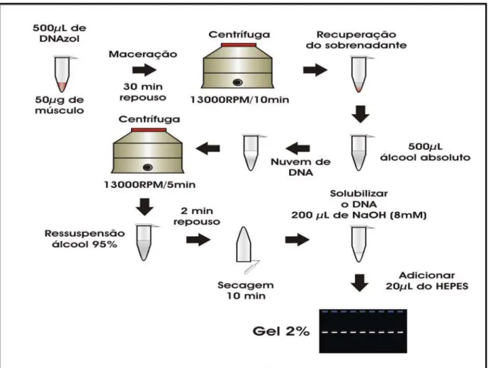 Figura 11 - Extração do DNA pelo protocolo padrão do reagente DNAzol 